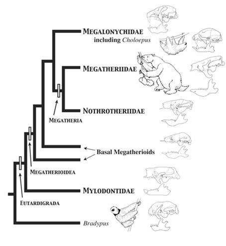 sloth evolution timeline